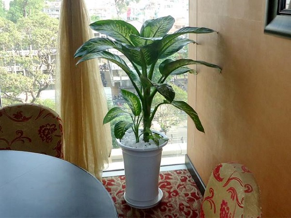 Cây đại niên thanh