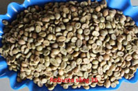 Robusta sang 16