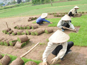 Dịch vụ trải thảm cỏ