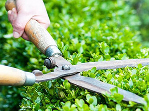 Dịch vụ chăm sóc cây xanh