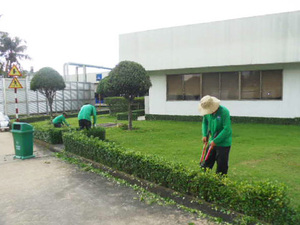 Dịch vụ chăm sóc cây xanh