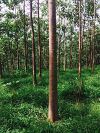 Cây gỗ Paulownia