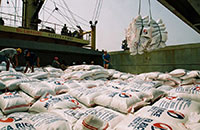 Xuất khẩu gạo số lượng lớn