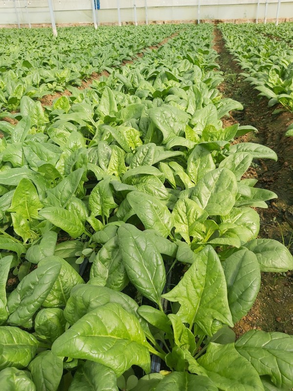 Rau cải