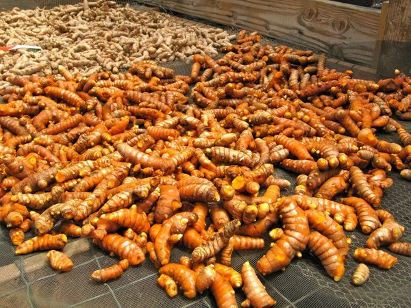 Nghệ tươi
