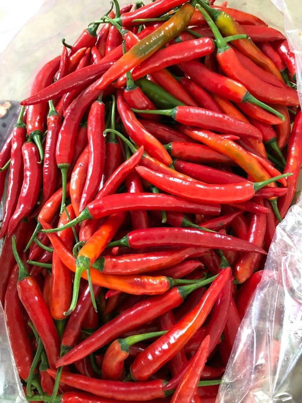 Ớt chỉ thiên