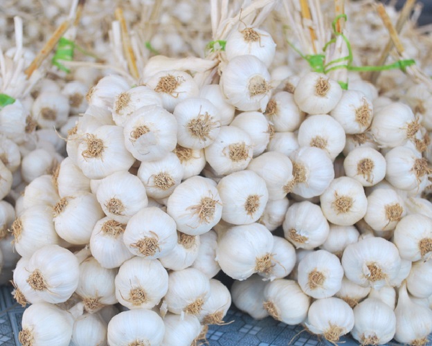 Tỏi