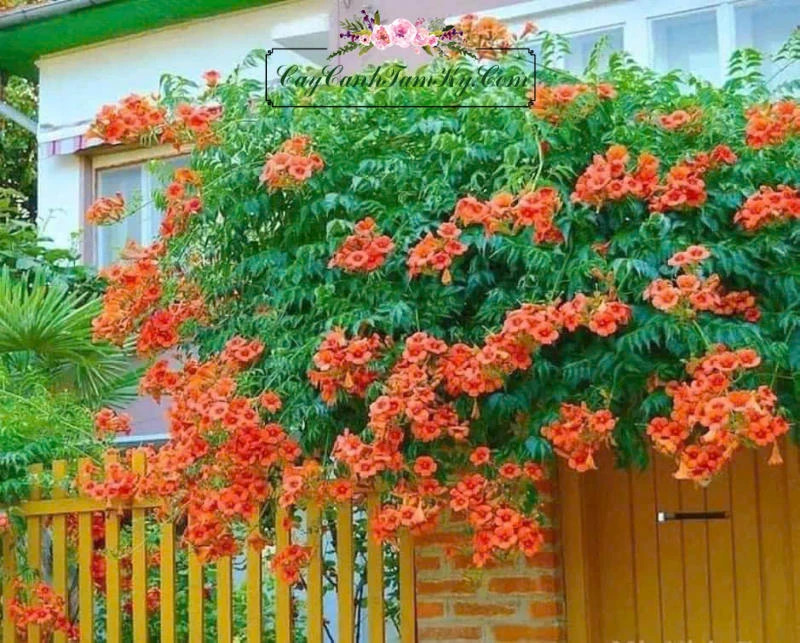 Cây hoa đăng tiêu