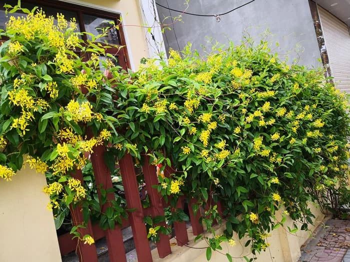 Cây mai Hoàng Yến