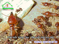 Dịch vụ diệt mối