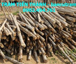 Cừ bạch đàn