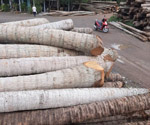 Cừ dừa