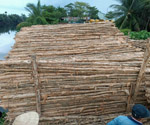 Cừ tràm