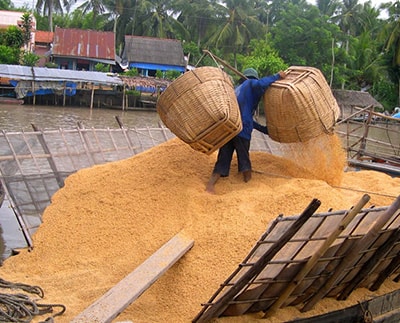 Trấu