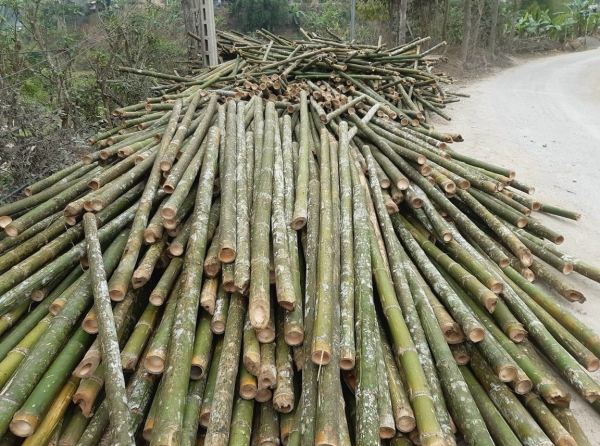 Cây tre trúc