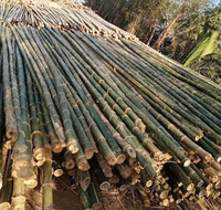 Cọc tre - luồng