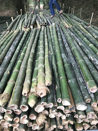 Cọc tre - luồng