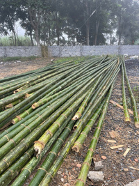 Cọc tre - luồng