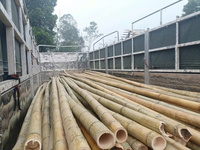 Trúc khô sơ chế đã qua xử lý mối mọt