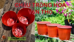 Chậu trồng hoa Vạn Thọ