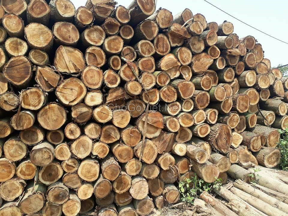 T me buy logs. Древесина Вьетнама. Акация дерево сруб. Древесина акации из Вьетнама. Acacia log.