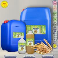 Dầu mầm lúa mạch