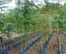 Cây bằng lăng tím