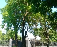 Cây lộc vừng lớn