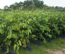 Cây sao đen