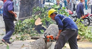 Dịch vụ chặt cây xanh