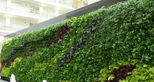 Dịch vụ thi công tường cây xanh