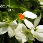 Cây Bướm Bạc
