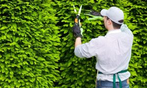 Dịch vụ chăm sóc cây xanh