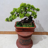 Cây tùng giả bonsai