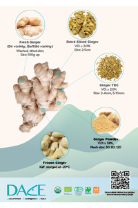 Dace Ginger Brochure