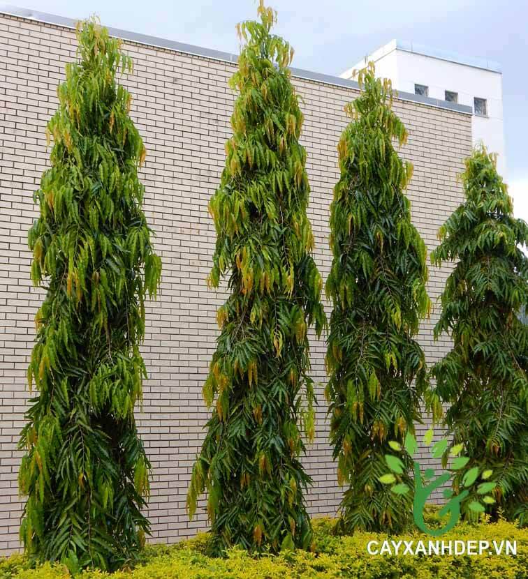 Cây hoàng nam huyền diệp