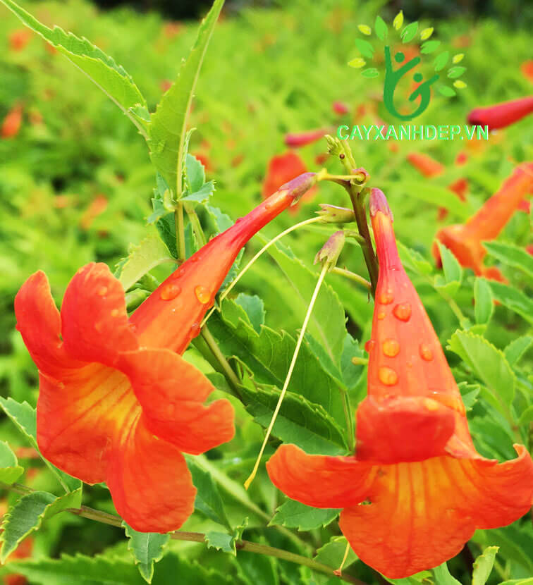 Hoa hoàng yến cam