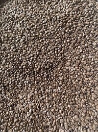 Arabica cầu đất
