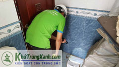 Dịch vụ diệt mối