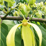 Tinh dầu Ngọc Lan Tây