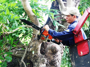 Dịch vụ chặt cây