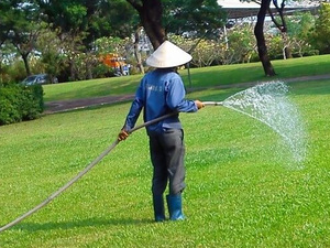 Dịch vụ chăm sóc cây xanh