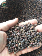 Black Pepper 570 GL