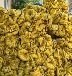 Dây nilon Bẹ màu vàng