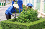 Dịch vụ cắt cỏ chăm sóc cảnh quan