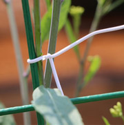 Buộc cây dẹt 2 mặt