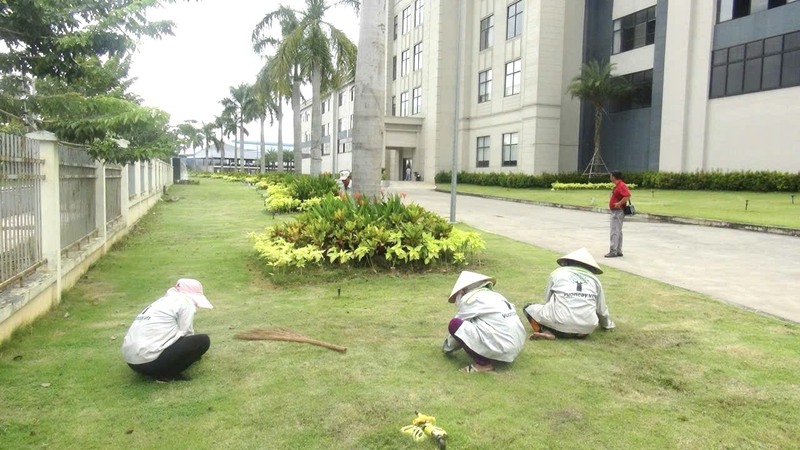 Chăm sóc thảm cỏ