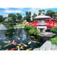 Hồ cá Koi đẹp sân vườn resort