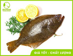 Cá bơn Hàn Quốc sống