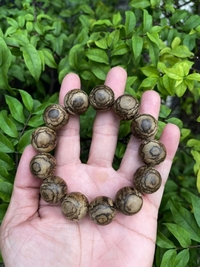Trầm nổi đeo tay Philipin